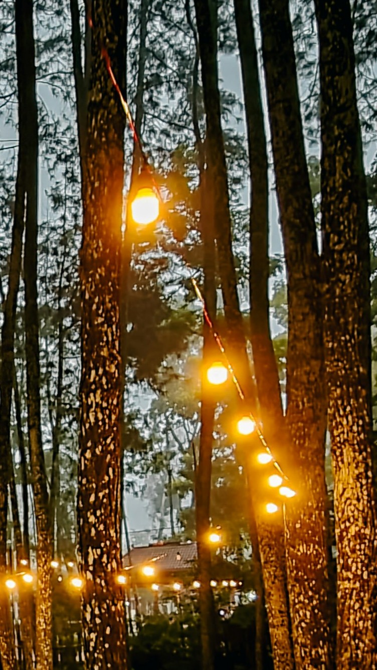 ligths in woods